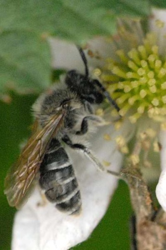 Andrena ovatula © James K. Lindsey