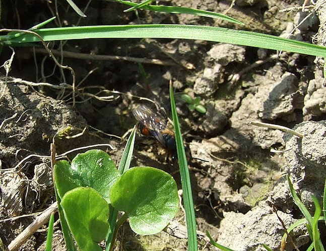 Andrena rosae © <table style="width:100%; border:1px solid #aaa; background:#efd; text-align:center"><tbody><tr>
<td>
<a href="//commons.wikimedia.org/wiki/File:Aspitates_ochrearia.jpg" class="image"><img alt="Aspitates ochrearia.jpg" src="https://upload.wikimedia.org/wikipedia/commons/thumb/b/bc/Aspitates_ochrearia.jpg/55px-Aspitates_ochrearia.jpg" decoding="async" width="55" height="41" srcset="https://upload.wikimedia.org/wikipedia/commons/thumb/b/bc/Aspitates_ochrearia.jpg/83px-Aspitates_ochrearia.jpg 1.5x, https://upload.wikimedia.org/wikipedia/commons/thumb/b/bc/Aspitates_ochrearia.jpg/110px-Aspitates_ochrearia.jpg 2x" data-file-width="800" data-file-height="600"></a>
</td>
<td>This image is created by user <a rel="nofollow" class="external text" href="http://waarneming.nl/user/photos/4694">Sander Terlouw</a> at <a rel="nofollow" class="external text" href="http://waarneming.nl/">waarneming.nl</a>, a source of nature observations in the Netherlands.
</td>
</tr></tbody></table>