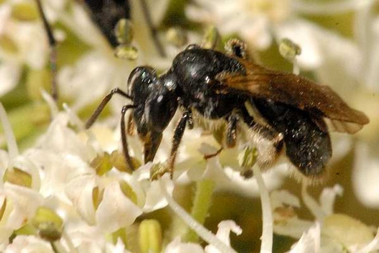 Andrena strohmella © James K. Lindsey