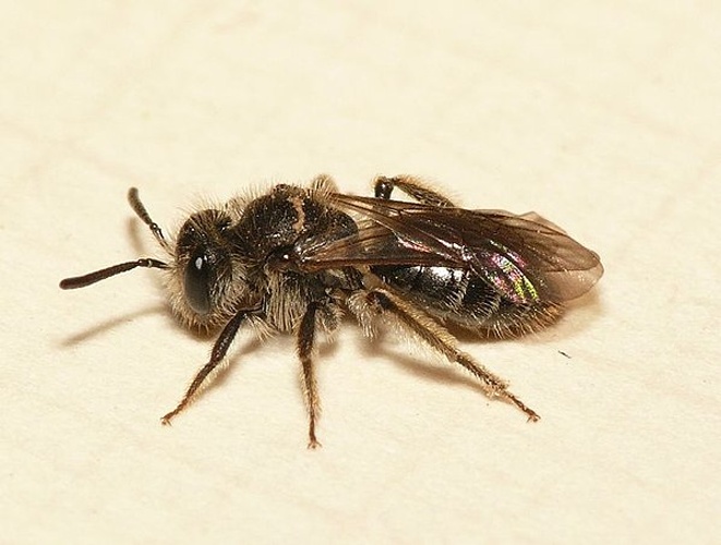 Andrena subopaca © <table style="width:100%; border:1px solid #aaa; background:#efd; text-align:center"><tbody><tr>
<td>
<a href="//commons.wikimedia.org/wiki/File:Aspitates_ochrearia.jpg" class="image"><img alt="Aspitates ochrearia.jpg" src="https://upload.wikimedia.org/wikipedia/commons/thumb/b/bc/Aspitates_ochrearia.jpg/55px-Aspitates_ochrearia.jpg" decoding="async" width="55" height="41" srcset="https://upload.wikimedia.org/wikipedia/commons/thumb/b/bc/Aspitates_ochrearia.jpg/83px-Aspitates_ochrearia.jpg 1.5x, https://upload.wikimedia.org/wikipedia/commons/thumb/b/bc/Aspitates_ochrearia.jpg/110px-Aspitates_ochrearia.jpg 2x" data-file-width="800" data-file-height="600"></a>
</td>
<td>This image is created by user <a rel="nofollow" class="external text" href="http://waarneming.nl/user/photos/19474">Dick Belgers</a> at <a rel="nofollow" class="external text" href="http://waarneming.nl/">waarneming.nl</a>, a source of nature observations in the Netherlands.
</td>
</tr></tbody></table>