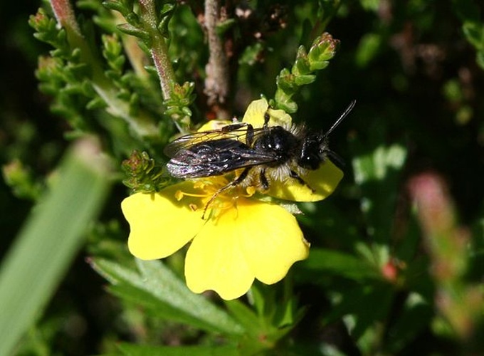 Andrena tarsata © <a href="//commons.wikimedia.org/w/index.php?title=User:Sandy_Rae&amp;action=edit&amp;redlink=1" class="new" title="User:Sandy Rae (page does not exist)">Sandy Rae</a>
