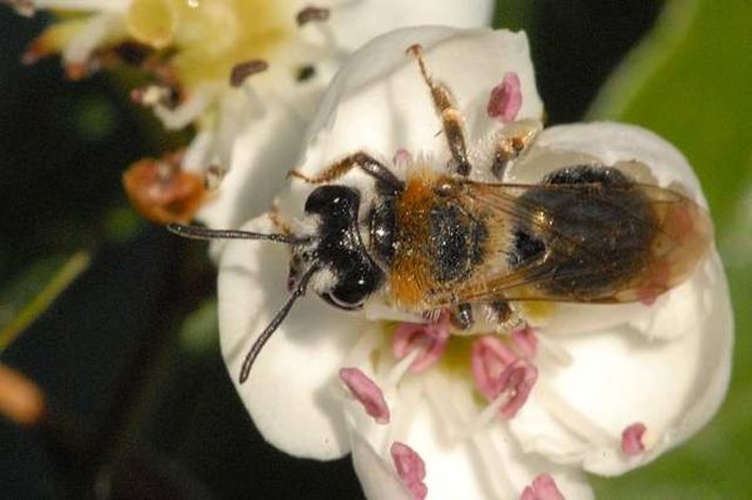 Andrena tibialis &copy; James K. Lindsey