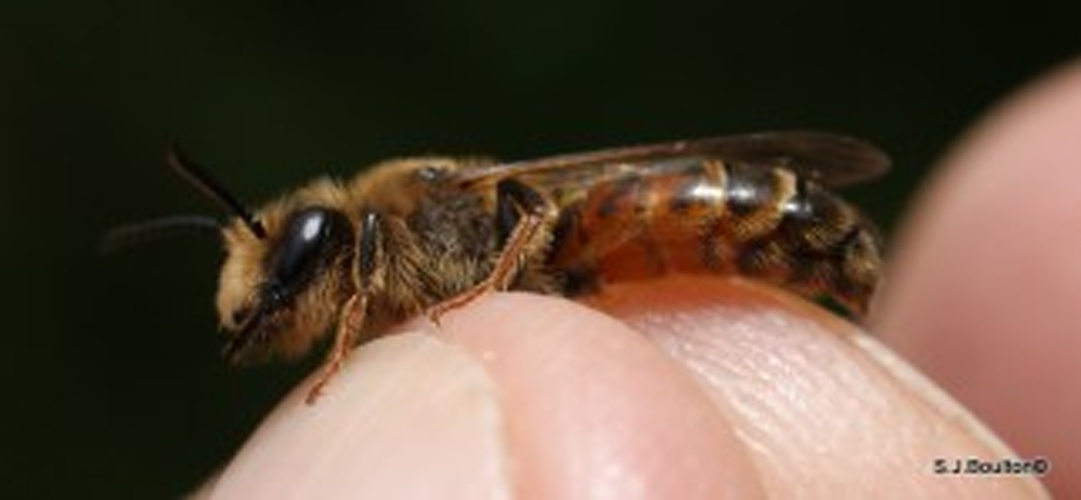 Andrena trimmerana © Stephen Boulton