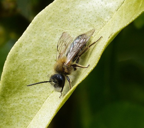 Andrena varians © <a rel="nofollow" class="external text" href="https://www.flickr.com/people/43272765@N04">gailhampshire</a> from Cradley, Malvern, U.K