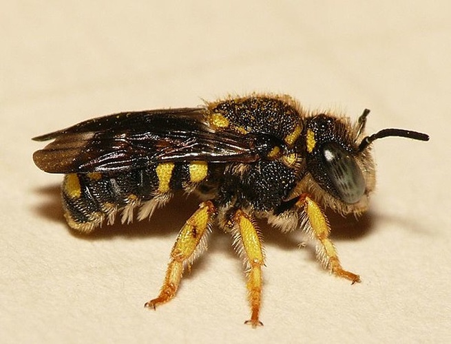 Anthidiellum strigatum © <table style="width:100%; border:1px solid #aaa; background:#efd; text-align:center"><tbody><tr>
<td>
<a href="//commons.wikimedia.org/wiki/File:Aspitates_ochrearia.jpg" class="image"><img alt="Aspitates ochrearia.jpg" src="https://upload.wikimedia.org/wikipedia/commons/thumb/b/bc/Aspitates_ochrearia.jpg/55px-Aspitates_ochrearia.jpg" decoding="async" width="55" height="41" srcset="https://upload.wikimedia.org/wikipedia/commons/thumb/b/bc/Aspitates_ochrearia.jpg/83px-Aspitates_ochrearia.jpg 1.5x, https://upload.wikimedia.org/wikipedia/commons/thumb/b/bc/Aspitates_ochrearia.jpg/110px-Aspitates_ochrearia.jpg 2x" data-file-width="800" data-file-height="600"></a>
</td>
<td>This image is created by user <a rel="nofollow" class="external text" href="http://waarneming.nl/user/photos/19474">Dick Belgers</a> at <a rel="nofollow" class="external text" href="http://waarneming.nl/">waarneming.nl</a>, a source of nature observations in the Netherlands.
</td>
</tr></tbody></table>