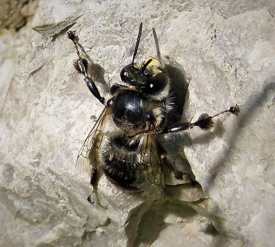 Anthophora aestivalis &copy; <a rel="nofollow" class="external text" href="https://www.flickr.com/people/43272765@N04">gailhampshire</a> from Cradley, Malvern, U.K