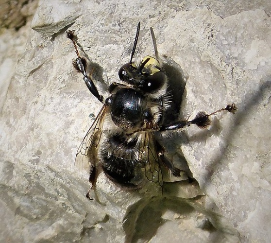 Anthophora aestivalis © <a rel="nofollow" class="external text" href="https://www.flickr.com/people/43272765@N04">gailhampshire</a> from Cradley, Malvern, U.K