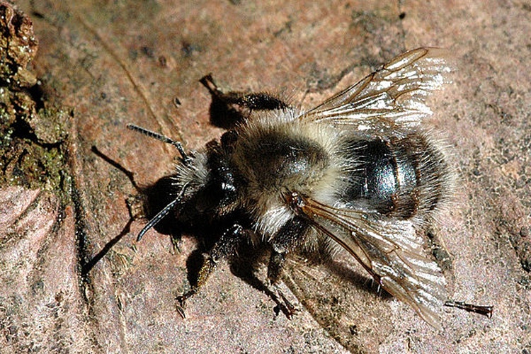 Anthophora furcata &copy; James K. Lindsey
