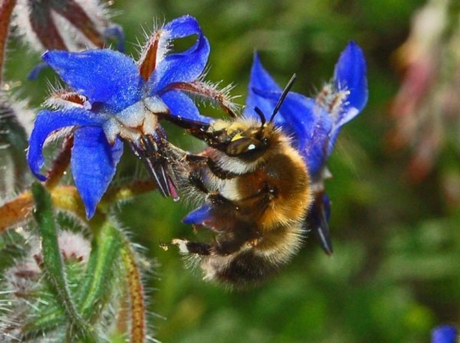 Anthophora plumipes © <a href="//commons.wikimedia.org/wiki/User:Hectonichus" title="User:Hectonichus">Hectonichus</a>