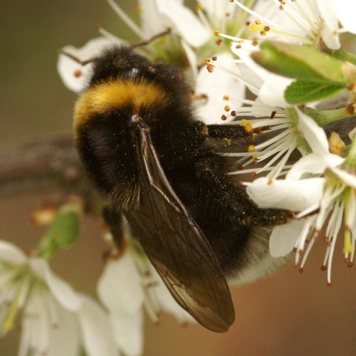 Bombus bohemicus © <a href="//commons.wikimedia.org/w/index.php?title=User:Manders&amp;action=edit&amp;redlink=1" class="new" title="User:Manders (page does not exist)">Martin Andersson</a>