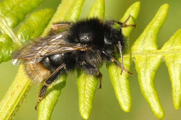 Bombus campestris &copy; James K. Lindsey