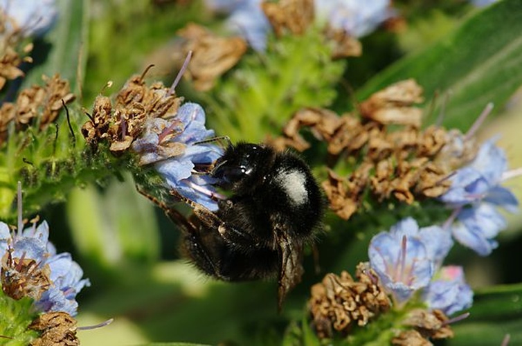 Bombus confusus © <a href="//commons.wikimedia.org/wiki/User:Zil" title="User:Zil">Zil</a>