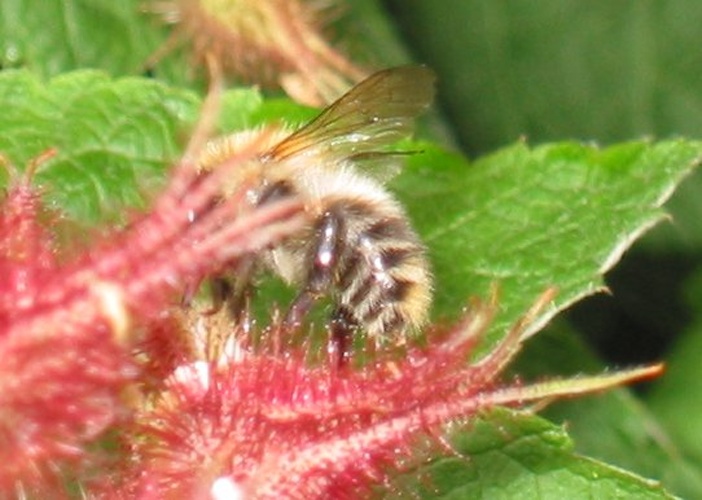 Brown-banded carder bee © <a href="https://en.wikipedia.org/wiki/nl:User:Rasbak" class="extiw" title="w:nl:User:Rasbak">Rasbak</a> at <a href="https://en.wikipedia.org/wiki/nl:" class="extiw" title="w:nl:">Dutch Wikipedia</a>