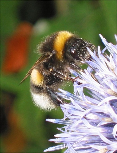 Bombus magnus © <a href="//commons.wikimedia.org/wiki/User:Rasbak" title="User:Rasbak">Rasbak</a>