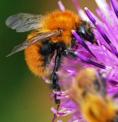 Bombus muscorum © <a href="//commons.wikimedia.org/wiki/User:Carl_von_Blixen" title="User:Carl von Blixen">Carl von Blixen</a>