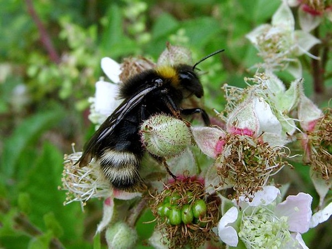 Bombus norvegicus © <table style="width:100%; border:1px solid #aaa; background:#efd; text-align:center"><tbody><tr>
<td>
<a href="//commons.wikimedia.org/wiki/File:Lanius_pallidirostris.jpg" class="image"><img alt="Lanius pallidirostris.jpg" src="https://upload.wikimedia.org/wikipedia/commons/thumb/a/a2/Lanius_pallidirostris.jpg/55px-Lanius_pallidirostris.jpg" decoding="async" width="55" height="41" srcset="https://upload.wikimedia.org/wikipedia/commons/thumb/a/a2/Lanius_pallidirostris.jpg/83px-Lanius_pallidirostris.jpg 1.5x, https://upload.wikimedia.org/wikipedia/commons/thumb/a/a2/Lanius_pallidirostris.jpg/110px-Lanius_pallidirostris.jpg 2x" data-file-width="800" data-file-height="600"></a>
</td>
<td>This image is created by user <a rel="nofollow" class="external text" href="http://observado.org/user/photos/50919">Theo Aaldijk</a> at <a rel="nofollow" class="external text" href="http://observado.org/">observado.org</a>, a global biodiversity recording project.
</td>
</tr></tbody></table>