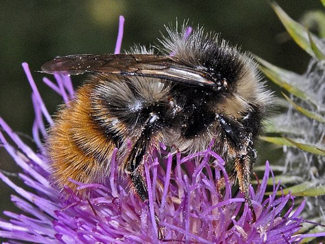 Bombus pyrenaeus © <a href="//commons.wikimedia.org/wiki/User:Hectonichus" title="User:Hectonichus">Hectonichus</a>