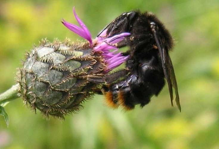 Bombus rupestris © <a href="https://en.wikipedia.org/wiki/de:User:Andreas_Schmitt" class="extiw" title="w:de:User:Andreas Schmitt">Andreas Schmitt</a> at <a href="https://en.wikipedia.org/wiki/de:" class="extiw" title="w:de:">German Wikipedia</a>