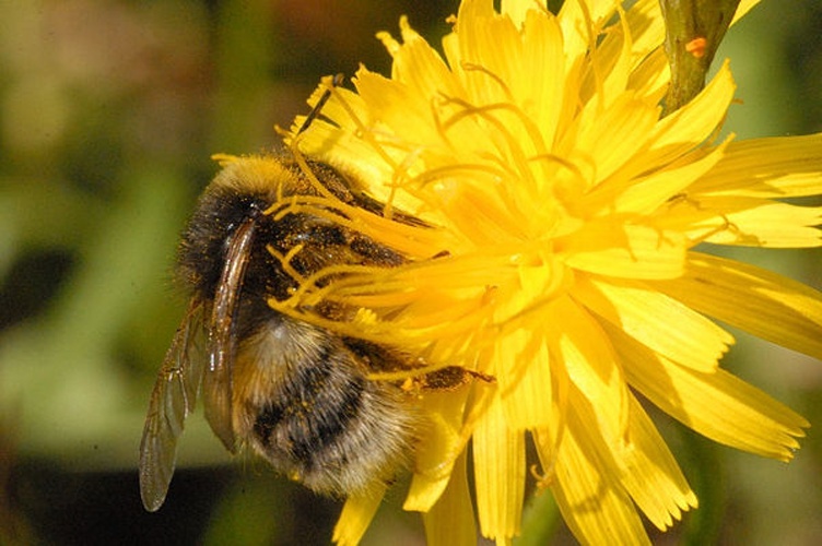 Bombus soroeensis &copy; James K. Lindsey