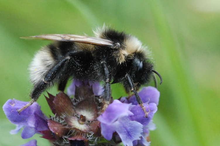 Bombus subterraneus © James K. Lindsey