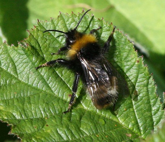 Bombus sylvestris © <a href="//commons.wikimedia.org/w/index.php?title=User:Sandy_Rae&amp;action=edit&amp;redlink=1" class="new" title="User:Sandy Rae (page does not exist)">Sandy Rae</a>