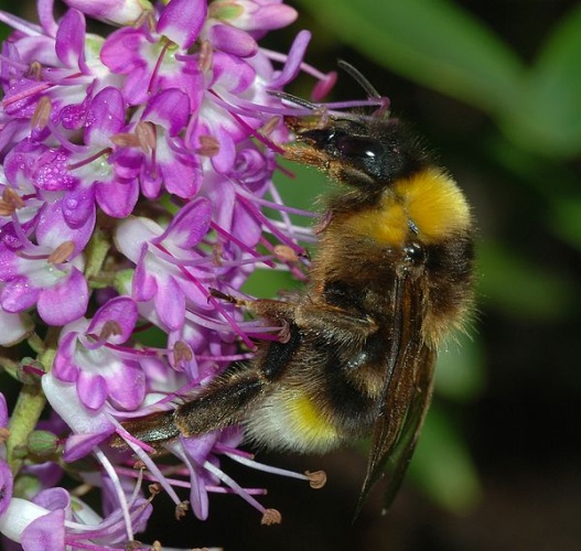 Bombus vestalis © <a href="//commons.wikimedia.org/wiki/User:Alvesgaspar" title="User:Alvesgaspar">Alvesgaspar</a>