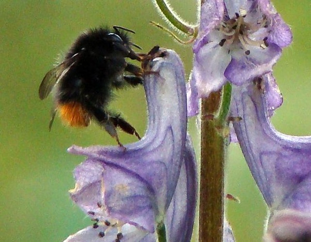 Bombus wurflenii © <a href="//commons.wikimedia.org/wiki/User:Snapparhaug" title="User:Snapparhaug">Snapparhaug</a>