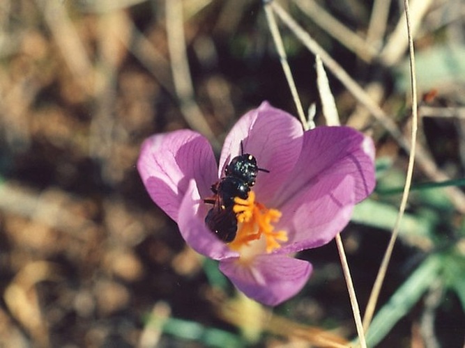 Ceratina cyanea © [herramientas.educa.madrid.org/animalandia/autor.php?nombre=Jorge%20Mart%EDnez%20Huelves Jorge Martínez Huelves]