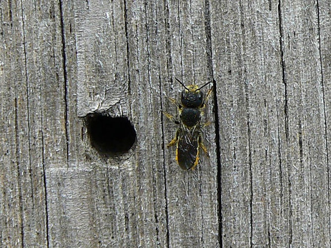 Chelostoma florisomne © Maarten Sanne
Original uploader was <a href="https://nl.wikipedia.org/wiki/User:Martinovsky" class="extiw" title="nl:User:Martinovsky">Martinovsky</a> at <a class="external text" href="http://nl.wikipedia.org">nl.wikipedia</a>
