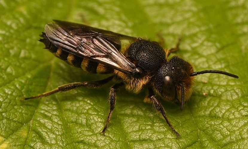 Coelioxys rufescens © <a href="//commons.wikimedia.org/wiki/User:Filipsebek" title="User:Filipsebek">Filip Sebek</a>