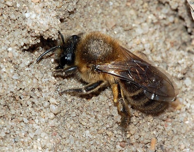 Colletes cunicularius © <a href="//commons.wikimedia.org/wiki/User:Dysmachus" title="User:Dysmachus">Fritz Geller-Grimm</a>