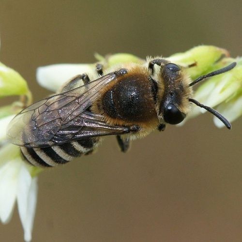 Colletes marginatus © <a href="//commons.wikimedia.org/w/index.php?title=User:Manders&amp;action=edit&amp;redlink=1" class="new" title="User:Manders (page does not exist)">Martin Andersson</a>