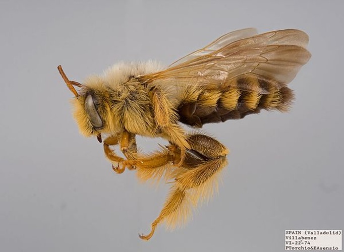 Dasypoda visnaga © <a rel="nofollow" class="external text" href="http://www.yorku.ca/bugsrus/">The Packer Lab</a>