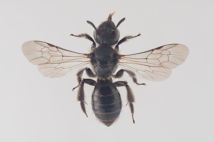 Dufourea dentiventris &copy; Arnstein Staverløkk