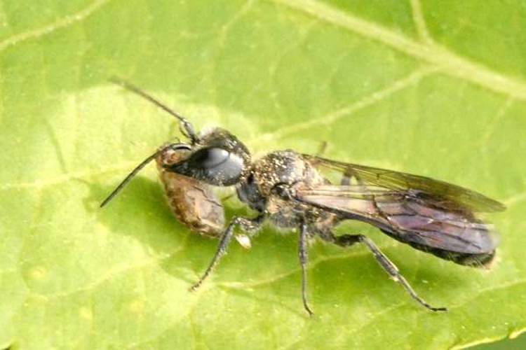 Dufourea minuta &copy; James K. Lindsey