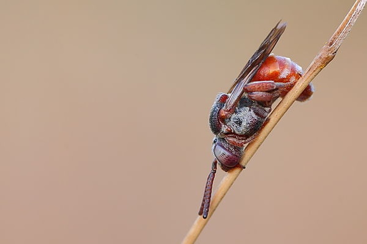 Epeoloides coecutiens © Valerio Colantoni -  <a rel="nofollow" class="external free" href="https://www.flickr.com/photos/valecph86/">https://www.flickr.com/photos/valecph86/</a> - <a rel="nofollow" class="external free" href="mailto:skombs86@gmail.com">mailto:skombs86@gmail.com</a>