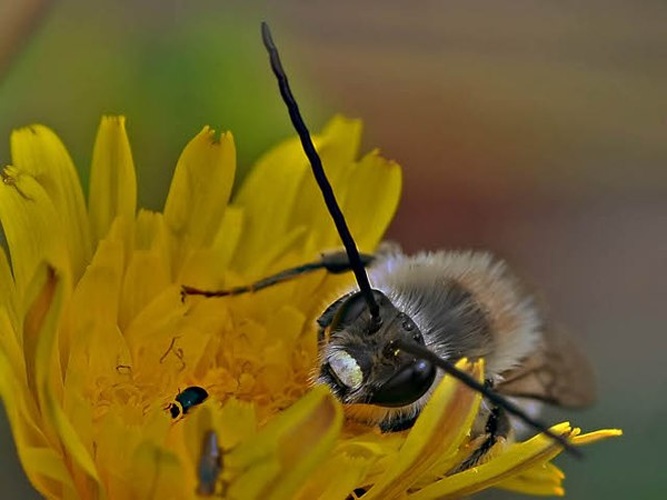 Eucera longicornis © <a rel="nofollow" class="external text" href="http://herramientas.educa.madrid.org/animalandia/autor.php?nombre=Francisco%20Dillet%20Balbastre">Francisco Dillet Balbastre</a>