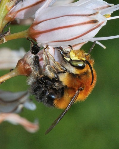 Habropoda tarsata © Gideon Pisanty (<a href="//commons.wikimedia.org/wiki/User:Gidip" title="User:Gidip">Gidip</a>) גדעון פיזנטי
