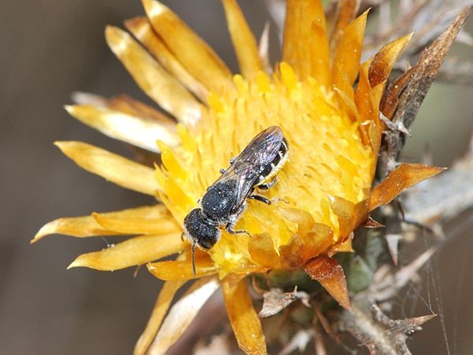 Heriades truncorum &copy; Gideon Pisanty (<a href="//commons.wikimedia.org/wiki/User:Gidip" title="User:Gidip">Gidip</a>)