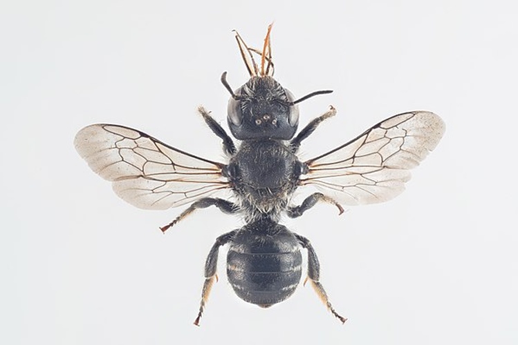Hoplitis claviventris © Arnstein Staverløkk/Norsk institutt for naturforskning