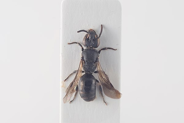 Hylaeus angustatus © Arnstein Staverløkk