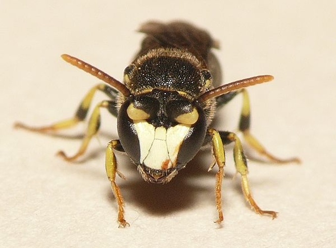 Hylaeus annularis © <table style="width:100%; border:1px solid #aaa; background:#efd; text-align:center"><tbody><tr>
<td>
<a href="//commons.wikimedia.org/wiki/File:Aspitates_ochrearia.jpg" class="image"><img alt="Aspitates ochrearia.jpg" src="https://upload.wikimedia.org/wikipedia/commons/thumb/b/bc/Aspitates_ochrearia.jpg/55px-Aspitates_ochrearia.jpg" decoding="async" width="55" height="41" srcset="https://upload.wikimedia.org/wikipedia/commons/thumb/b/bc/Aspitates_ochrearia.jpg/83px-Aspitates_ochrearia.jpg 1.5x, https://upload.wikimedia.org/wikipedia/commons/thumb/b/bc/Aspitates_ochrearia.jpg/110px-Aspitates_ochrearia.jpg 2x" data-file-width="800" data-file-height="600"></a>
</td>
<td>This image is created by user <a rel="nofollow" class="external text" href="http://waarneming.nl/user/photos/19474">Dick Belgers</a> at <a rel="nofollow" class="external text" href="http://waarneming.nl/">waarneming.nl</a>, a source of nature observations in the Netherlands.
</td>
</tr></tbody></table>
