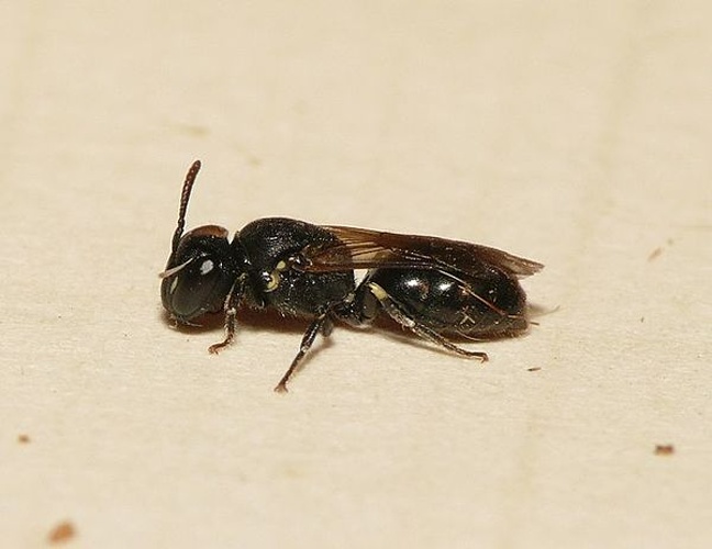 Hylaeus brevicornis © <table style="width:100%; border:1px solid #aaa; background:#efd; text-align:center"><tbody><tr>
<td>
<a href="//commons.wikimedia.org/wiki/File:Aspitates_ochrearia.jpg" class="image"><img alt="Aspitates ochrearia.jpg" src="https://upload.wikimedia.org/wikipedia/commons/thumb/b/bc/Aspitates_ochrearia.jpg/55px-Aspitates_ochrearia.jpg" decoding="async" width="55" height="41" srcset="https://upload.wikimedia.org/wikipedia/commons/thumb/b/bc/Aspitates_ochrearia.jpg/83px-Aspitates_ochrearia.jpg 1.5x, https://upload.wikimedia.org/wikipedia/commons/thumb/b/bc/Aspitates_ochrearia.jpg/110px-Aspitates_ochrearia.jpg 2x" data-file-width="800" data-file-height="600"></a>
</td>
<td>This image is created by user <a rel="nofollow" class="external text" href="http://waarneming.nl/user/photos/19474">Dick Belgers</a> at <a rel="nofollow" class="external text" href="http://waarneming.nl/">waarneming.nl</a>, a source of nature observations in the Netherlands.
</td>
</tr></tbody></table>