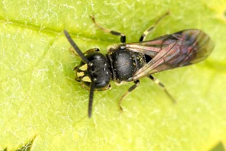 Hylaeus communis © James K. Lindsey