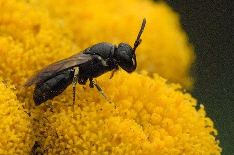 Hylaeus confusus © James K. Lindsey