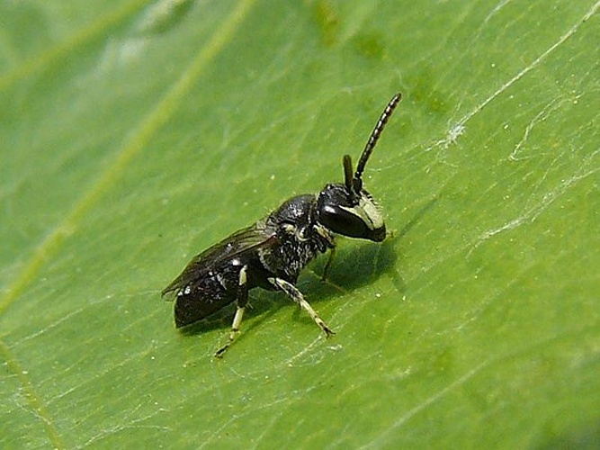 Hylaeus hyalinatus © <table style="width:100%; border:1px solid #aaa; background:#efd; text-align:center"><tbody><tr>
<td>
<a href="//commons.wikimedia.org/wiki/File:Aspitates_ochrearia.jpg" class="image"><img alt="Aspitates ochrearia.jpg" src="https://upload.wikimedia.org/wikipedia/commons/thumb/b/bc/Aspitates_ochrearia.jpg/55px-Aspitates_ochrearia.jpg" decoding="async" width="55" height="41" srcset="https://upload.wikimedia.org/wikipedia/commons/thumb/b/bc/Aspitates_ochrearia.jpg/83px-Aspitates_ochrearia.jpg 1.5x, https://upload.wikimedia.org/wikipedia/commons/thumb/b/bc/Aspitates_ochrearia.jpg/110px-Aspitates_ochrearia.jpg 2x" data-file-width="800" data-file-height="600"></a>
</td>
<td>This image is created by user <a rel="nofollow" class="external text" href="http://waarneming.nl/user/photos/45842">André van Dam</a> at <a rel="nofollow" class="external text" href="http://waarneming.nl/">waarneming.nl</a>, a source of nature observations in the Netherlands.
</td>
</tr></tbody></table>