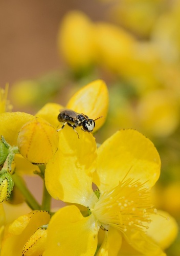 Hylaeus kahri © Gideon Pisanty (<a href="//commons.wikimedia.org/wiki/User:Gidip" title="User:Gidip">Gidip</a>) גדעון פיזנטי