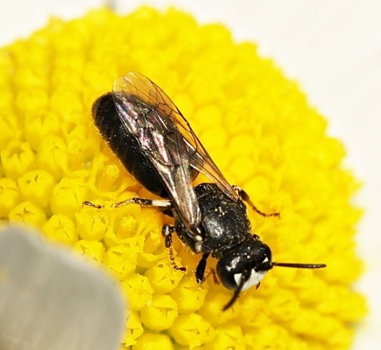 Hylaeus nigritus © <a href="//commons.wikimedia.org/wiki/User:Sarefo" title="User:Sarefo">Sarefo</a>