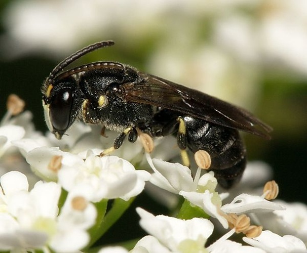 Hylaeus signatus © <a href="//commons.wikimedia.org/wiki/User:Sarefo" title="User:Sarefo">Sarefo</a>