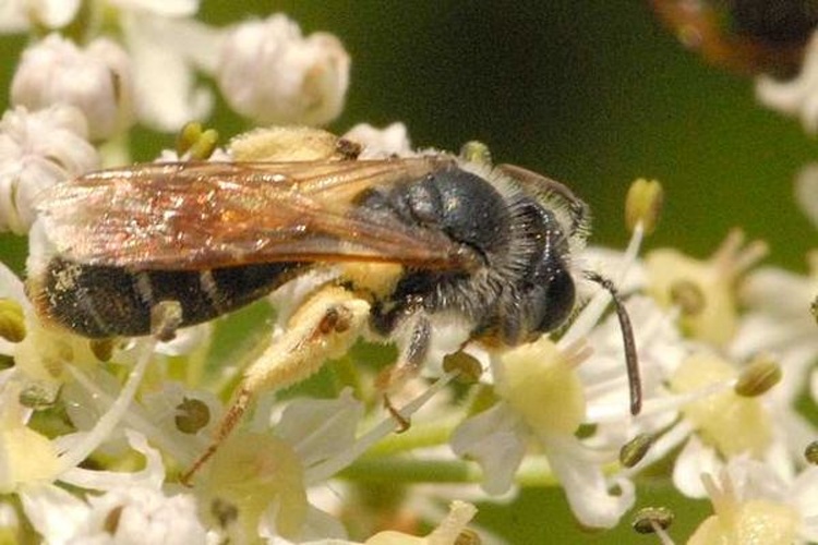 Lasioglossum albipes © James K. Lindsey